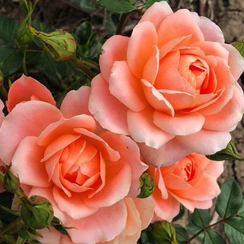 40-50 cm - Rózsa - Sweet Dream® - Online rózsa vásárlás